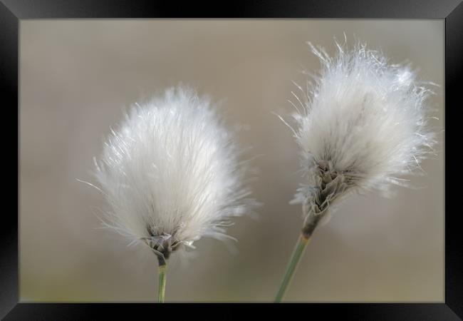 Common Cotton Grass Framed Print by John Malley