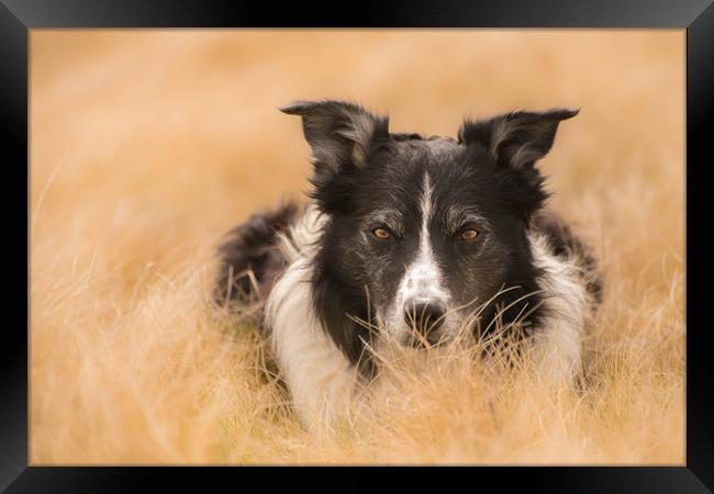 A Nested Collie Framed Print by John Malley