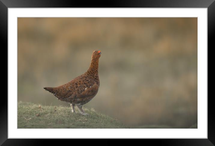 The Red Grouse Framed Mounted Print by John Malley