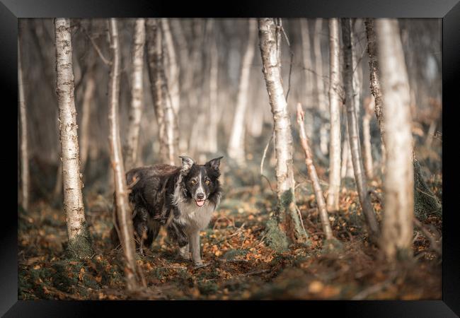 A Woodland Elf Framed Print by John Malley