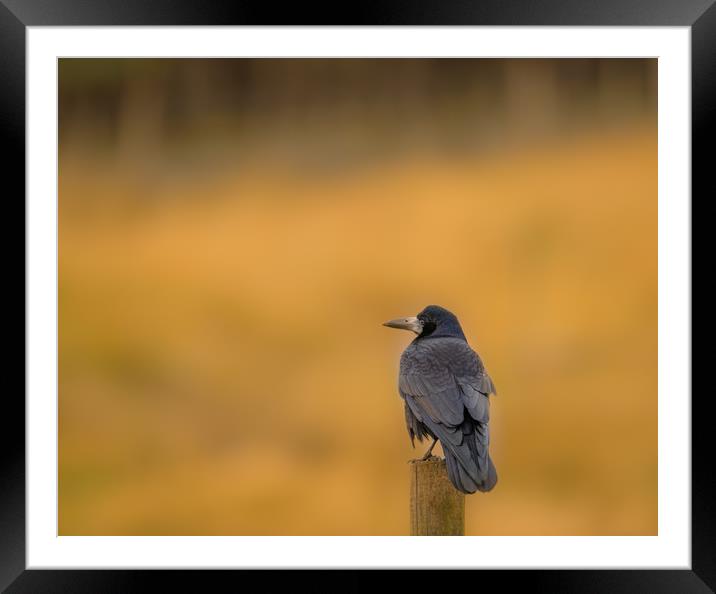 Perched on a Pole Framed Mounted Print by John Malley