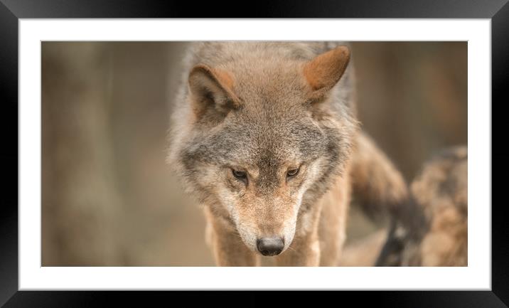 Wolf Tales Framed Mounted Print by John Malley