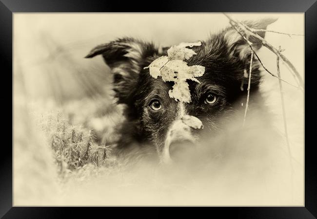 "They won't see me .. I'm camouflaged!"  Framed Print by John Malley