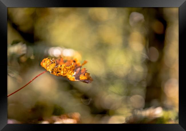 All Aglow in Autumn Light Framed Print by John Malley