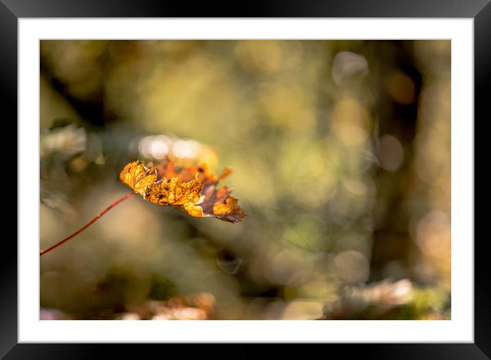 All Aglow in Autumn Light Framed Mounted Print by John Malley