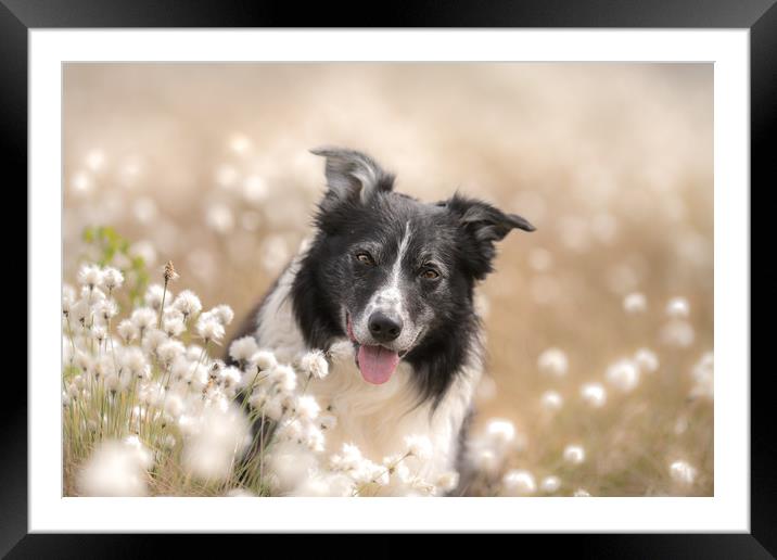 The Cotton Boy Framed Mounted Print by John Malley