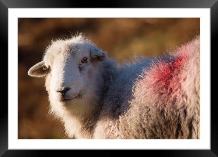 Herdie Herdwick Framed Mounted Print by John Malley