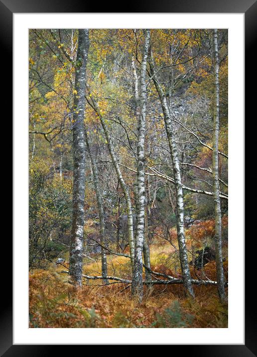 Birchland Autumn Framed Mounted Print by John Malley