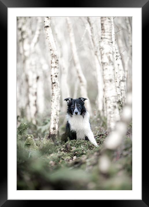 Border Collie Delight Framed Mounted Print by John Malley