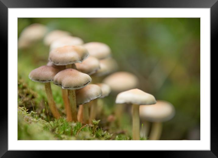 Sulphur Tufts Framed Mounted Print by John Malley