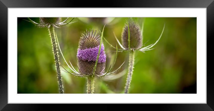 The Teasel Framed Mounted Print by John Malley