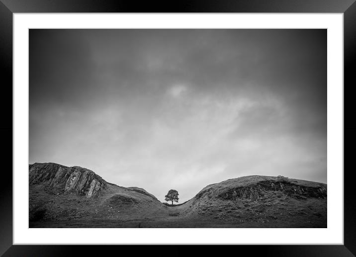 Robin Hood's Tree Framed Mounted Print by John Malley