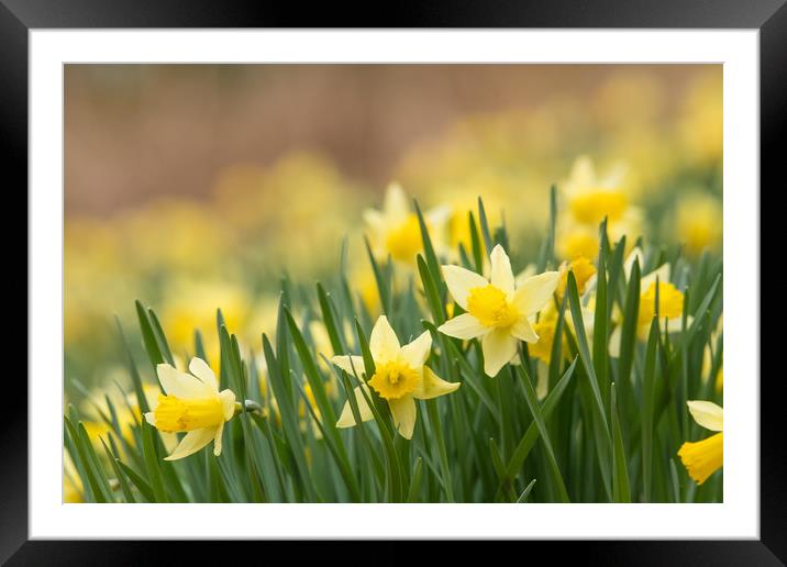 Hosts of Golden Daffodils Framed Mounted Print by John Malley