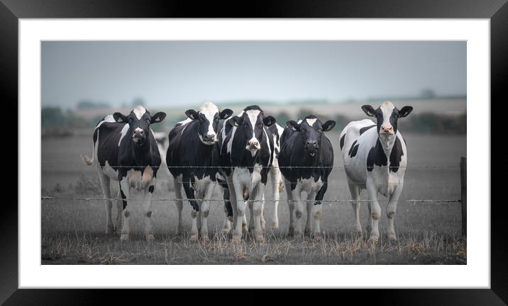 Curious Cows Framed Mounted Print by John Malley