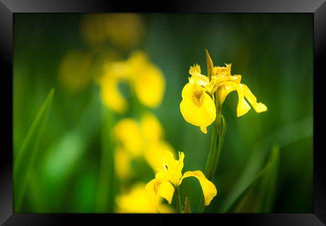 Yellow Flag iris Framed Print by John Malley