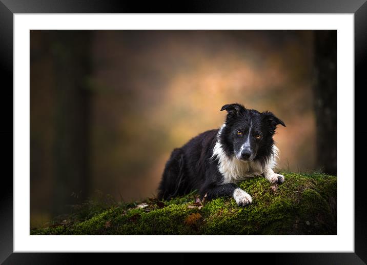 Paddy the Border Collie Framed Mounted Print by John Malley