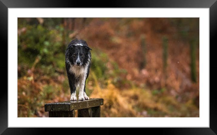 A Wet Border Collie ! Framed Mounted Print by John Malley