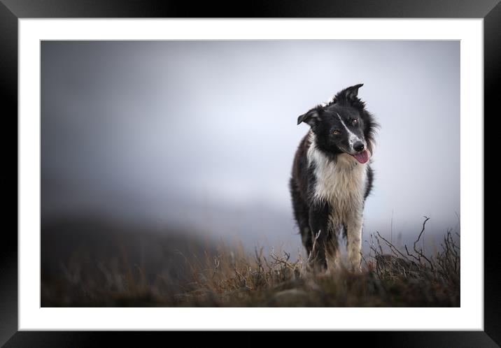 Head Tilting Border Collie Framed Mounted Print by John Malley