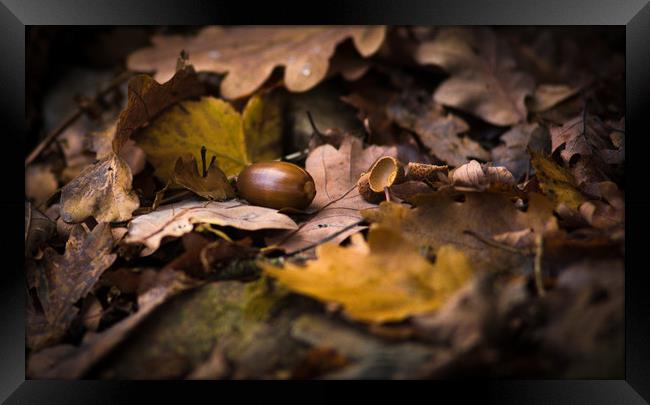 From Little Acorns Framed Print by John Malley