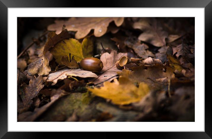From Little Acorns Framed Mounted Print by John Malley