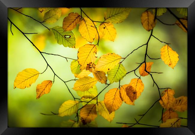 The Turn of Autumn Framed Print by John Malley