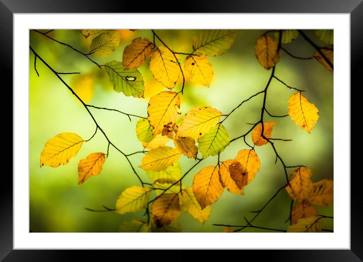 The Turn of Autumn Framed Mounted Print by John Malley