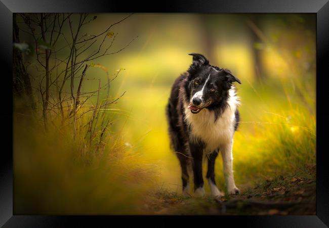 Border Collie Art Framed Print by John Malley