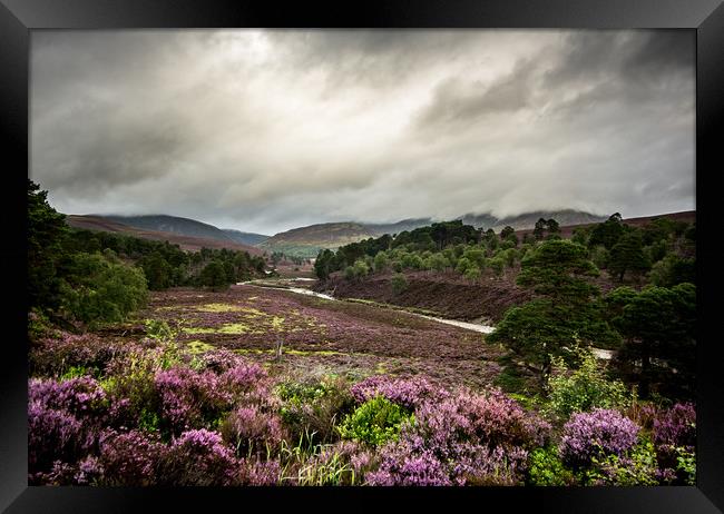 Caledonian Pinewoods Framed Print by John Malley