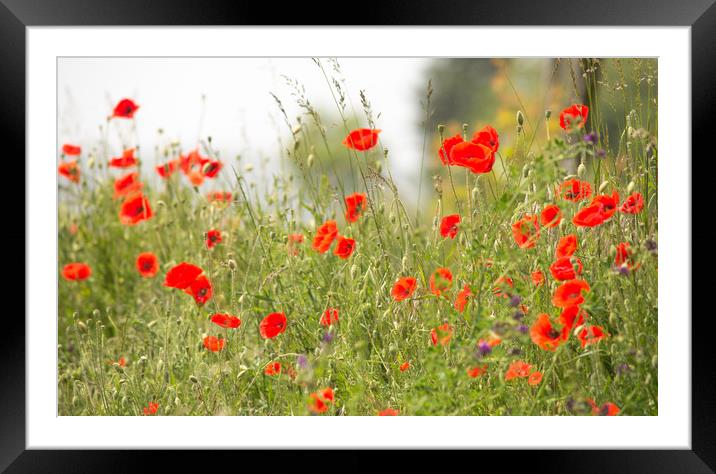 A Splash of Red Framed Mounted Print by John Malley