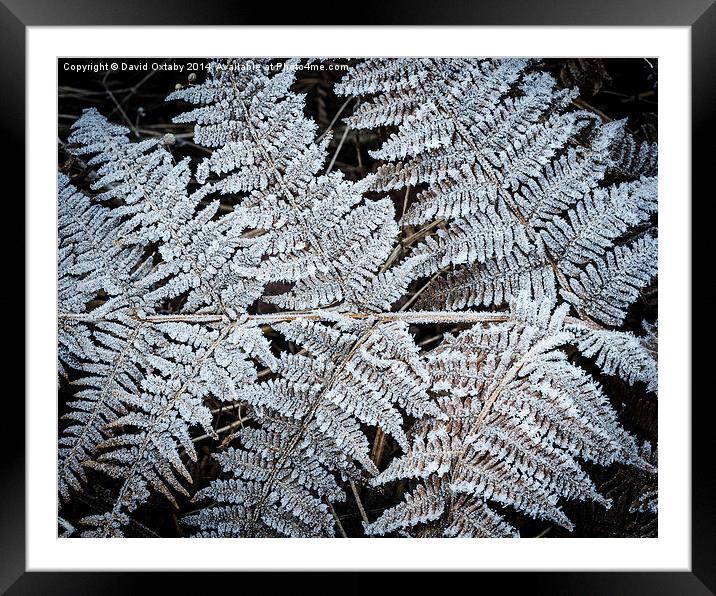  Frosty Fern Framed Mounted Print by David Oxtaby  ARPS