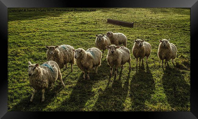 Sheep!  Framed Print by David Oxtaby  ARPS