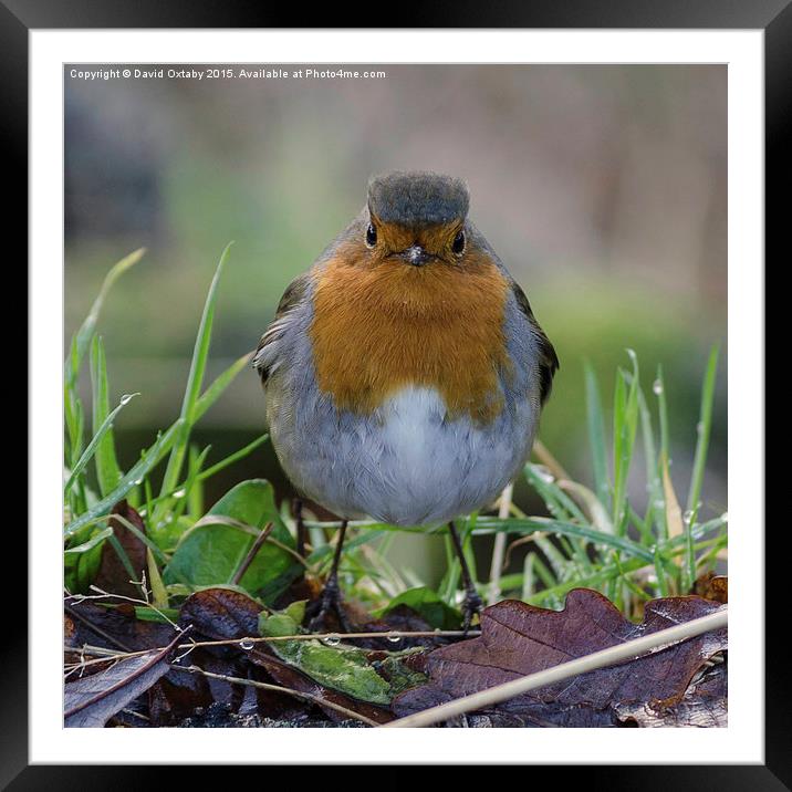 Curious Robin - The original angry bird Framed Mounted Print by David Oxtaby  ARPS