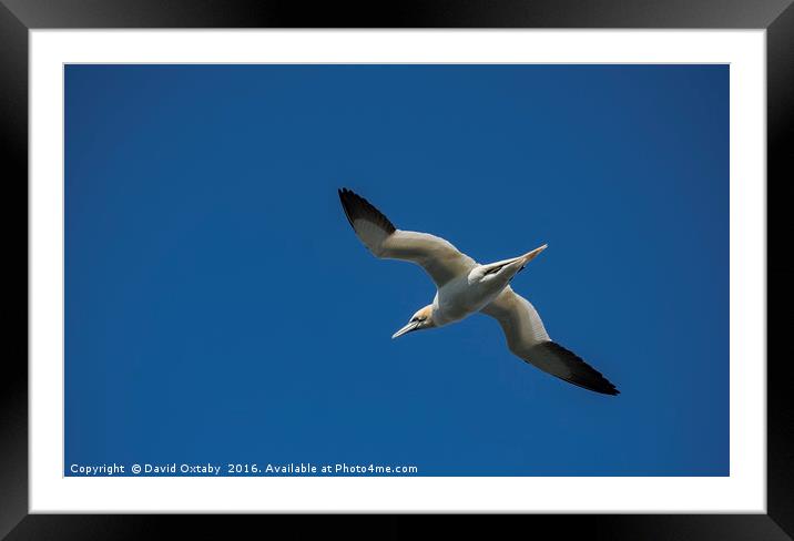 Gannet at Bempton Cliffs Framed Mounted Print by David Oxtaby  ARPS