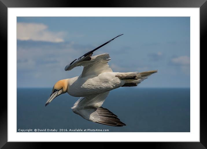 Gannet in flight at Bempton Cliffs Framed Mounted Print by David Oxtaby  ARPS