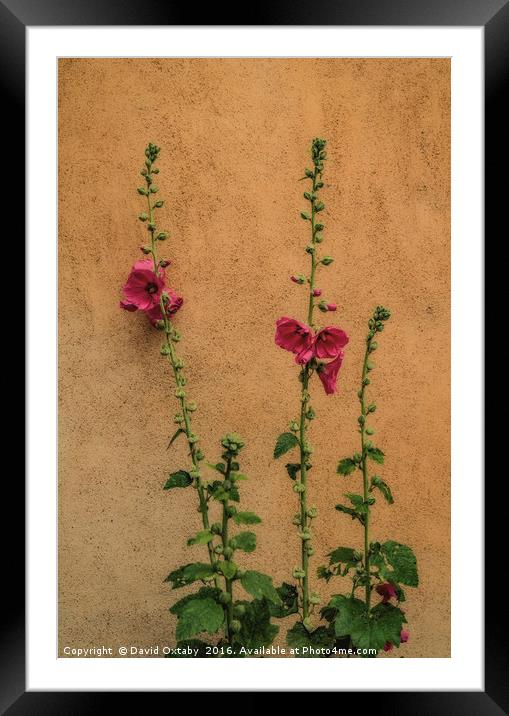 Wallflowers at Le Mans Framed Mounted Print by David Oxtaby  ARPS