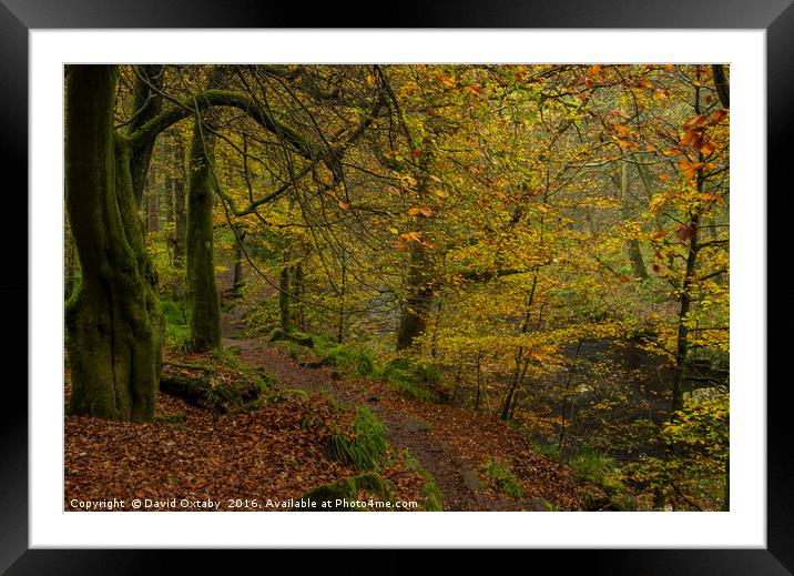 Autumn leaves at Hardcastle crags Framed Mounted Print by David Oxtaby  ARPS