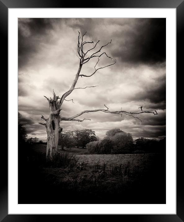 Dead Tree Framed Mounted Print by David Oxtaby  ARPS