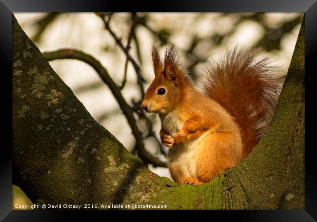 Red Squirrel Framed Print by David Oxtaby  ARPS