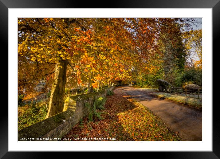 Autumn trees at Egton Framed Mounted Print by David Oxtaby  ARPS