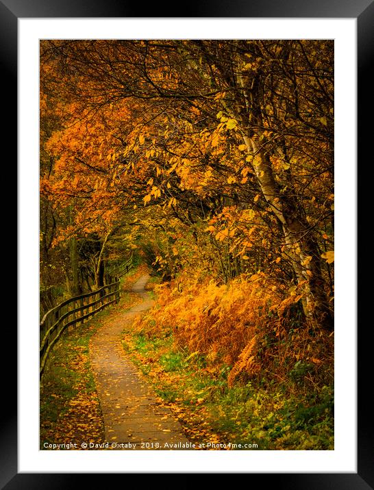 A track in the woods Framed Mounted Print by David Oxtaby  ARPS