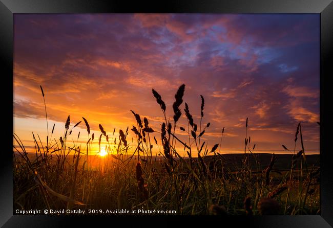 Sunset through the wheat Framed Print by David Oxtaby  ARPS
