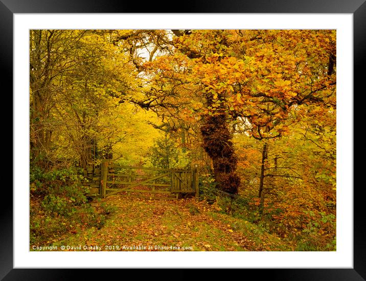 A walk in the autumnal woods Framed Mounted Print by David Oxtaby  ARPS