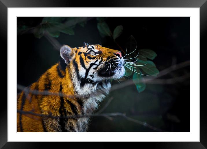 Tigers eye Framed Mounted Print by Neil Macdonald