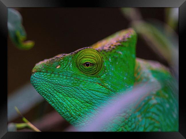  chameleon  Framed Print by Neil Macdonald