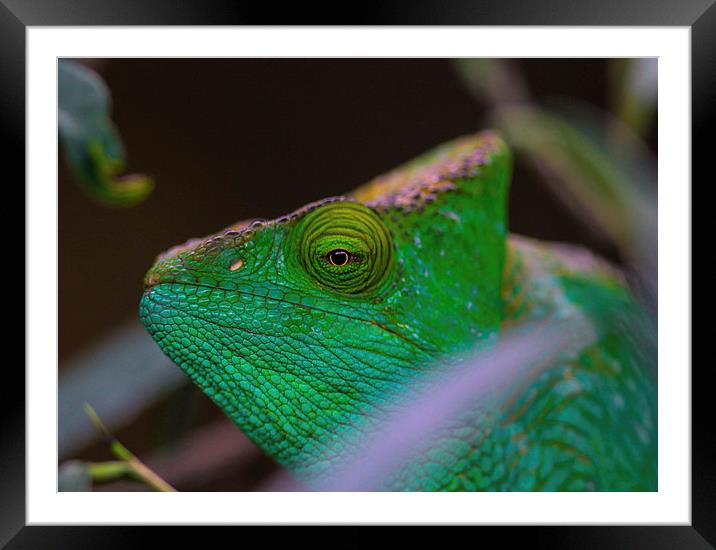  chameleon  Framed Mounted Print by Neil Macdonald
