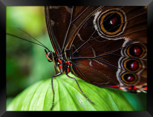  butterfly  Framed Print by Neil Macdonald