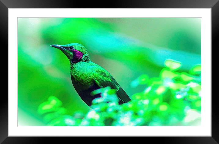  all in green Framed Mounted Print by Neil Macdonald