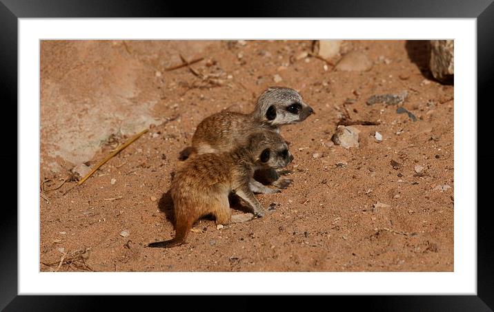 baby meerkats Framed Mounted Print by stephen king