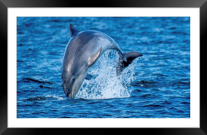  dolphin breaching Framed Mounted Print by stephen king