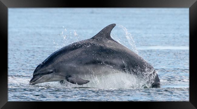 Scottish dolphin  Framed Print by stephen king